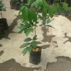 jual bibit rambutan lengkeng Nias Utara