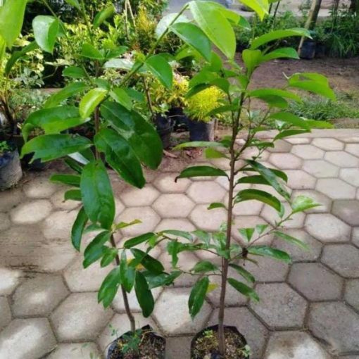 jual bibit sirsak madu Bontang