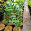 jual bibit sirsak madu Bulukumba