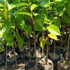 jual bibit sirsak madu Buton Utara