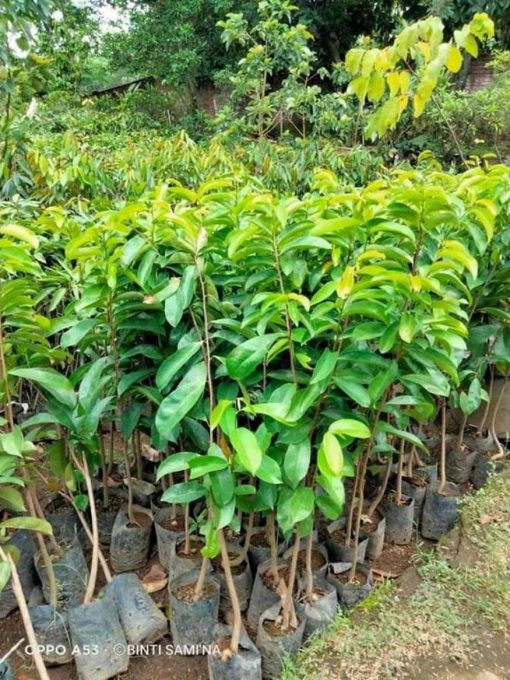 jual bibit sirsak madu Landak