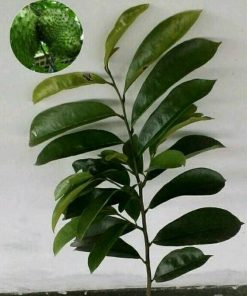 jual bibit sirsak madu Langkat