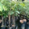 jual bibit sirsak madu Ogan Ilir