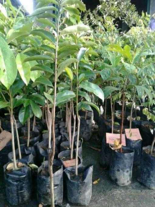 jual bibit sirsak madu Ogan Ilir