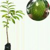 jual bibit sirsak madu Rejang Lebong