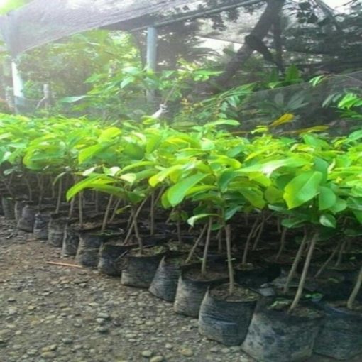 jual bibit sirsak madu Tebing Tinggi