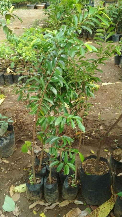 jual bibit sirsak merah okulasi Pinrang