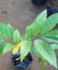 jual bibit sirsak merah pohon tanaman buah okulasi bisa untuk tabulampot Bengkalis
