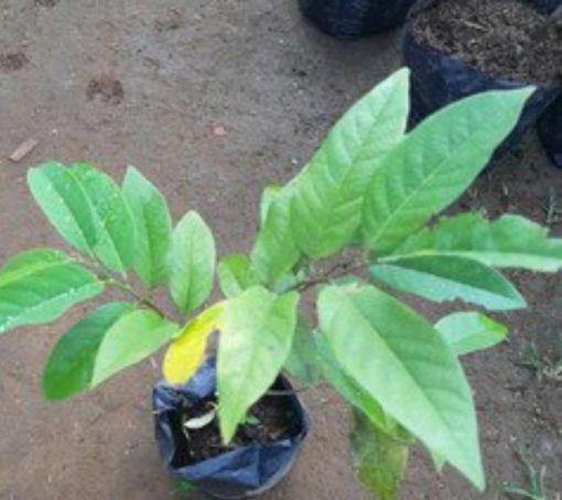 jual bibit sirsak merah pohon tanaman buah okulasi bisa untuk tabulampot Bengkalis