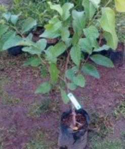 jual bibit sirsak merah pohon tanaman buah okulasi bisa untuk tabulampot Jembrana