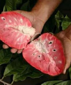 jual bibit sirsak merah pohon tanaman buah okulasi bisa untuk tabulampot Keerom