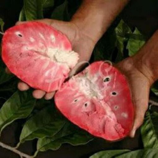 jual bibit sirsak merah pohon tanaman buah okulasi bisa untuk tabulampot Keerom