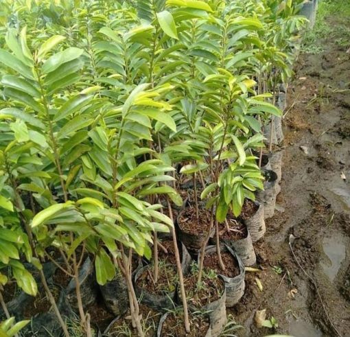 jual bibit sirsak merah siap berbuah Sabang