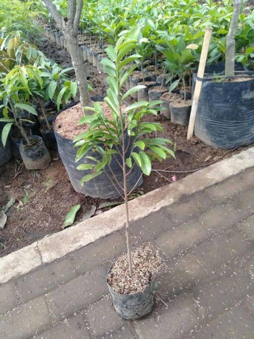 jual bibit sirsak merah Sukoharjo