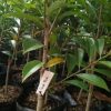 jual bibit sirsak merah terlaris Lumajang