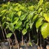 jual bibit srikaya jumbo hasil okulasi siap berbuah Barito Timur