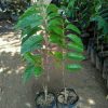 jual bibit srikaya jumbo Kaur