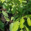 jual bibit srikaya jumbo Mamberamo Raya