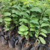 jual bibit srikaya jumbo okulasi Tangerang Selatan