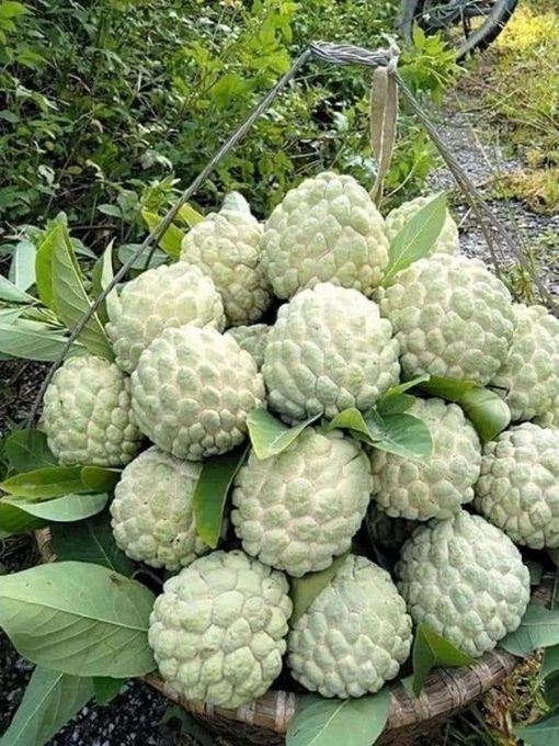 jual bibit srikaya jumbo super genjah Banggai Kepulauan