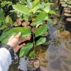 jual bibit srikaya jumbo super manis Tanah Laut