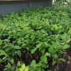 jual bibit srikaya jumbo super murah okulas Pelalawan