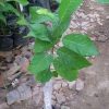 jual bibit srikaya jumbo super unggul hasil okulasi Kampar
