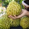 jual bibit srikaya jumbo tanpa biji Baru