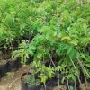 jual bibit srikaya jumbo termurah Klaten