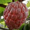 jual bibit srikaya merah Bireuen