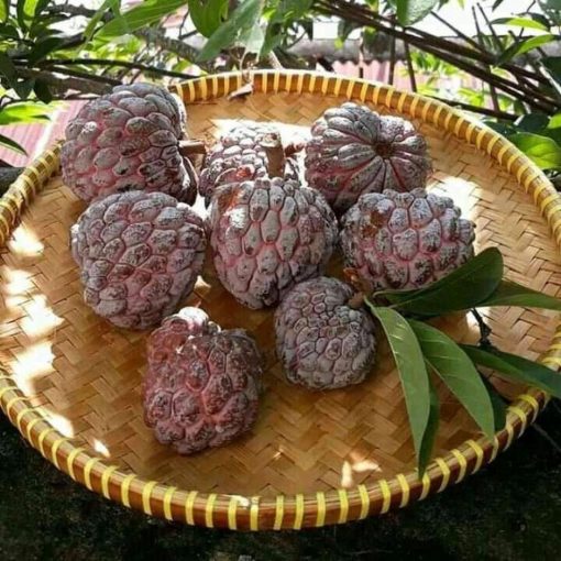 jual bibit srikaya merah genjah Sumbawa