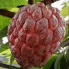 jual bibit srikaya merah jumbo okulasi banyak dicari Kapuas Hulu