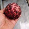 jual bibit srikaya merah Kepulauan Sula