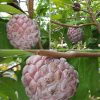 jual bibit srikaya merah Padang