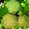 jual bibit srikaya merah pohon tanaman buah okulasi sambung pucuk bisa untuk tabulampot taman Majalengka