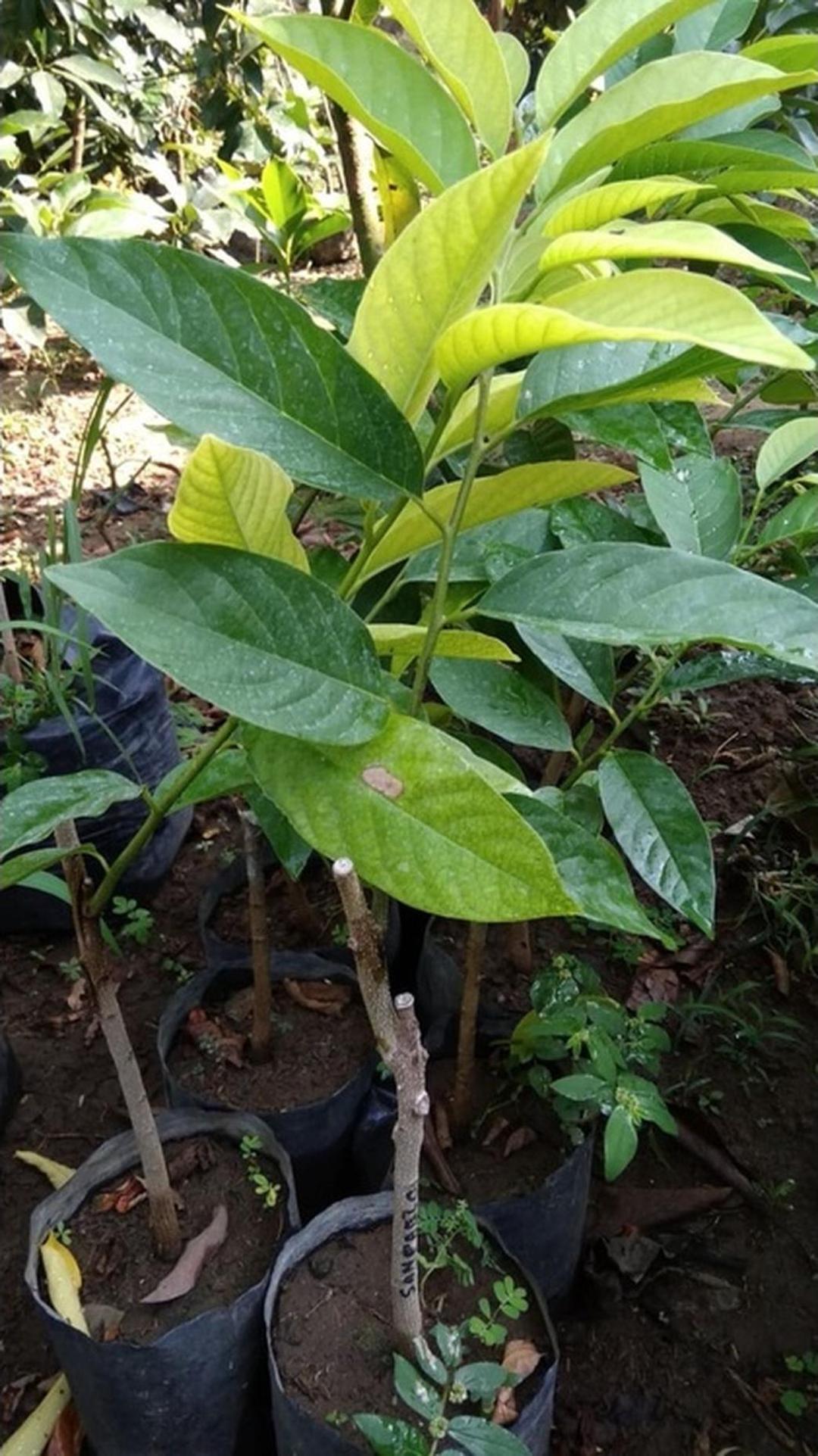Gambar Produk jual bibit srikaya merah Subulussalam