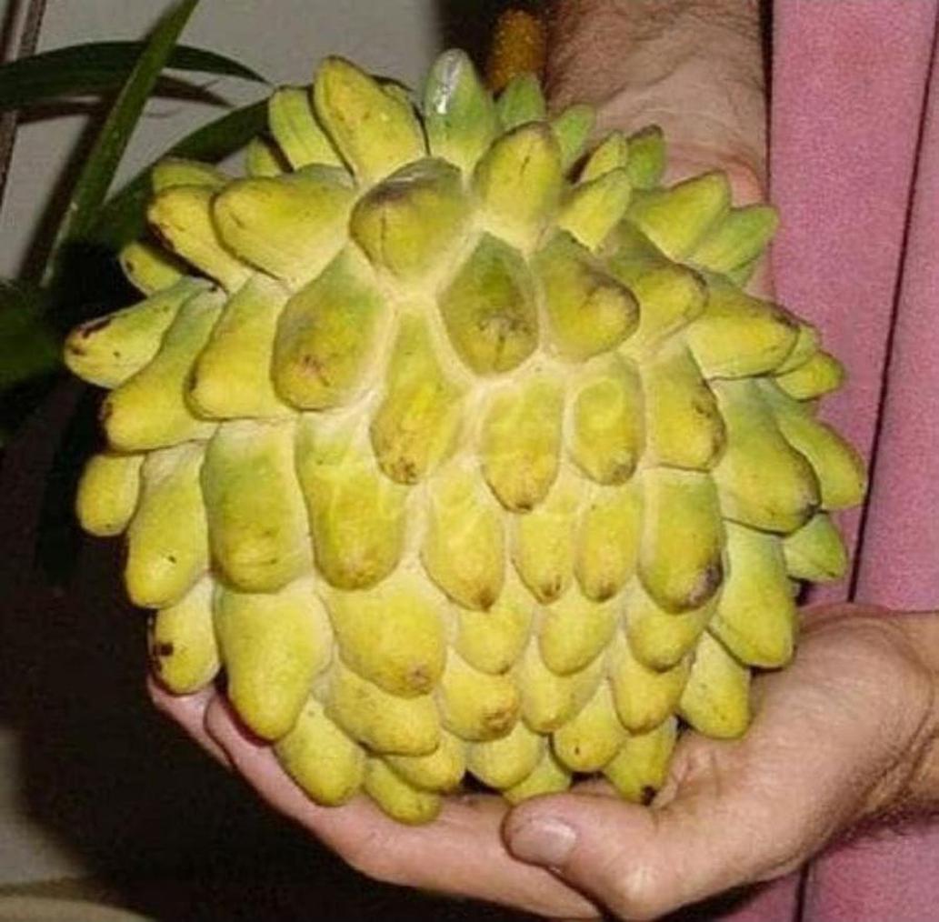 jual bibit srikaya nanas biriba Nias Barat jual bibit srikaya nanas biriba Nias Barat