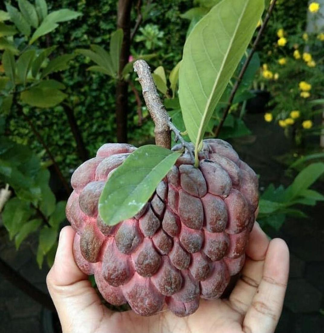 jual bibit srikaya nanas biriba Rembang jual bibit srikaya nanas biriba Rembang