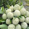 jual bibit srikaya patek okulasi Halmahera Tengah