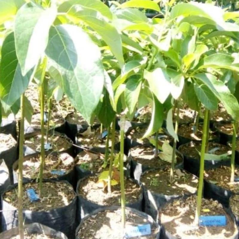 Gambar Produk jual bibit tanaman buah alpukat aligator Subulussalam
