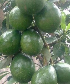 jual bibit tanaman buah alpukat miki apokat super Kepulauan Selayar