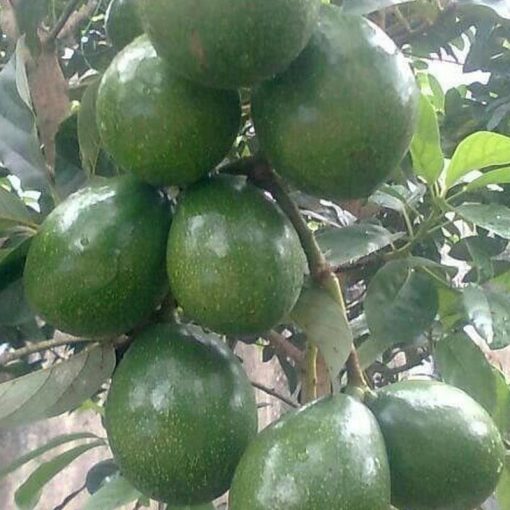 jual bibit tanaman buah alpukat miki apokat super Kepulauan Selayar