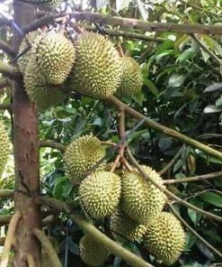 jual bibit tanaman buah durian bawor Biak Numfor