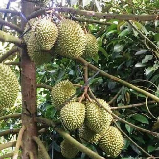 jual bibit tanaman buah durian bawor Biak Numfor