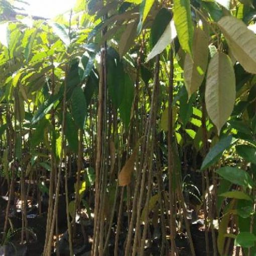 jual bibit tanaman buah durian bawor kaki 3 super unggul Tolikara