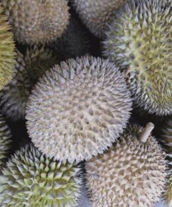 jual bibit tanaman buah durian bawor Konawe Selatan