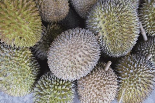 jual bibit tanaman buah durian bawor Konawe Selatan