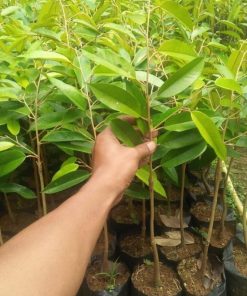 jual bibit tanaman buah durian bawor Lombok Tengah