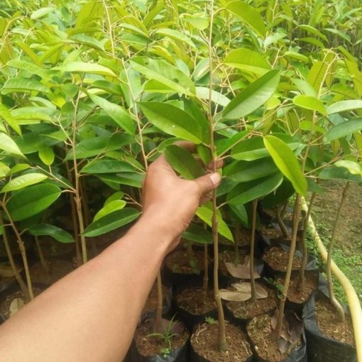 jual bibit tanaman buah durian bawor Lombok Tengah