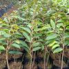 jual bibit tanaman buah durian bawor super unggul Bojonegoro